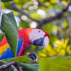 Parque Nacional Corcovado