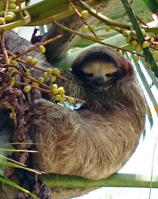 costa-rican-sloth