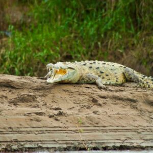 Crocodile Jungle Tour