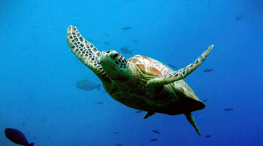 snorkeling-costa-rica-turtle